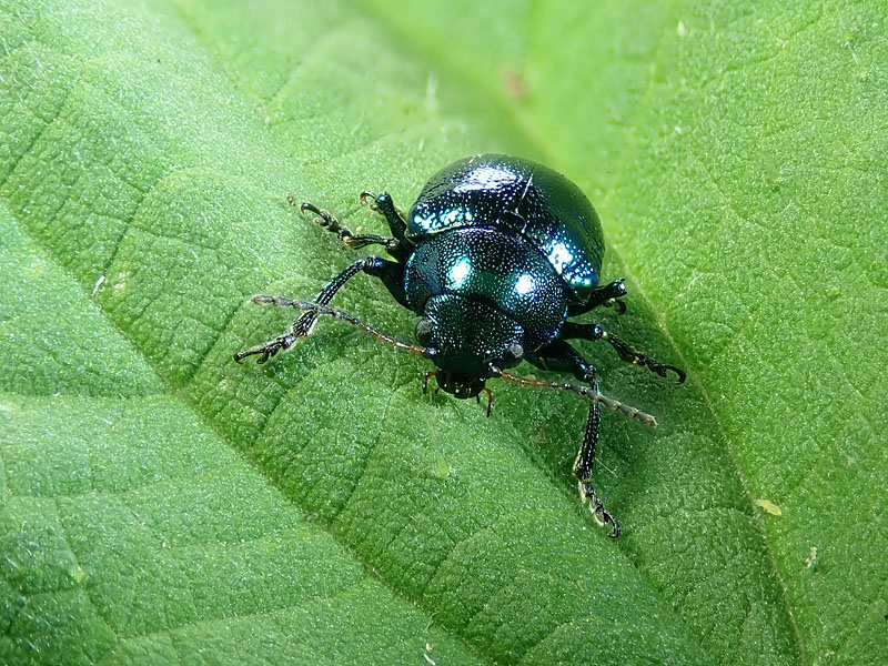 Chrysomelidae: Colasposoma dauricum ? S.